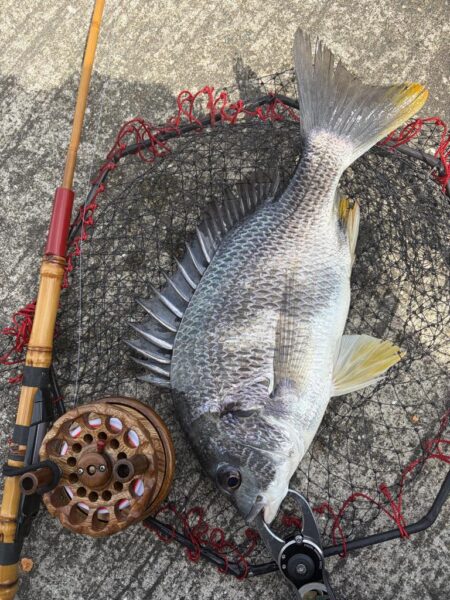 ヘチって来ました