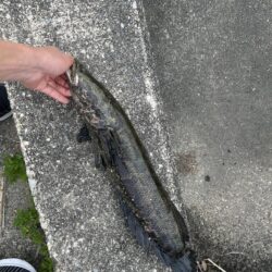 新池開拓
