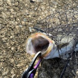 沖堤防シーバス