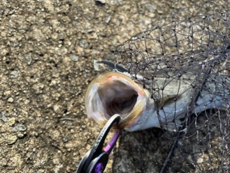 沖堤防シーバス