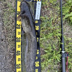 仕事帰りのナマズ釣り