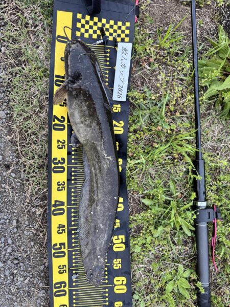 仕事帰りのナマズ釣り