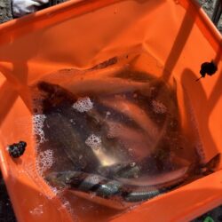 初めてのほっけ釣り