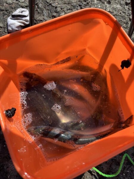 初めてのほっけ釣り