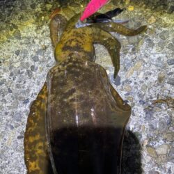 エギング。短時間で釣果良好