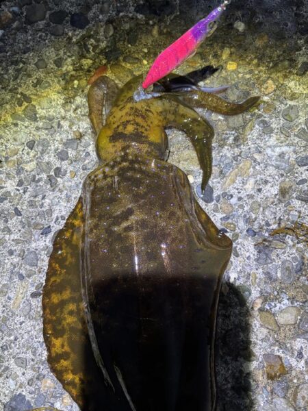 エギング。短時間で釣果良好