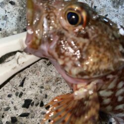 爆風の中ライトゲーム