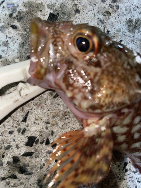 爆風の中ライトゲーム