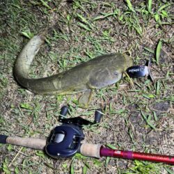 ナイトゲームのナマズ