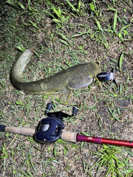 ナイトゲームのナマズ