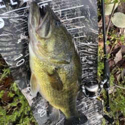 プリスポーンはミドスト‼️