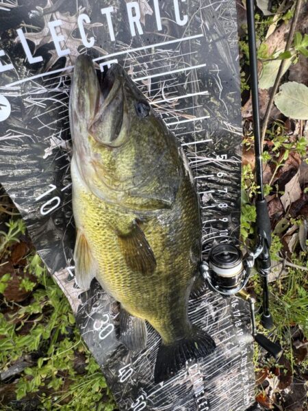 プリスポーンはミドスト‼️