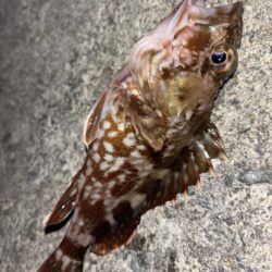 メバル13 ガシラ⑧