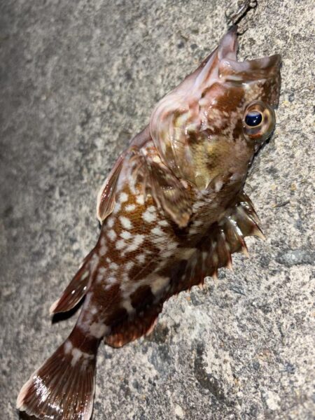 メバル13 ガシラ⑧