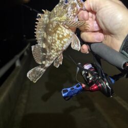 ようやくアジ見つかった