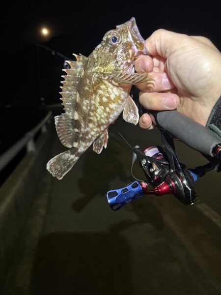 ようやくアジ見つかった