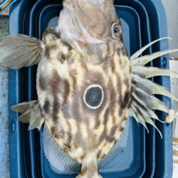 久しぶりに南伊勢でボート釣行