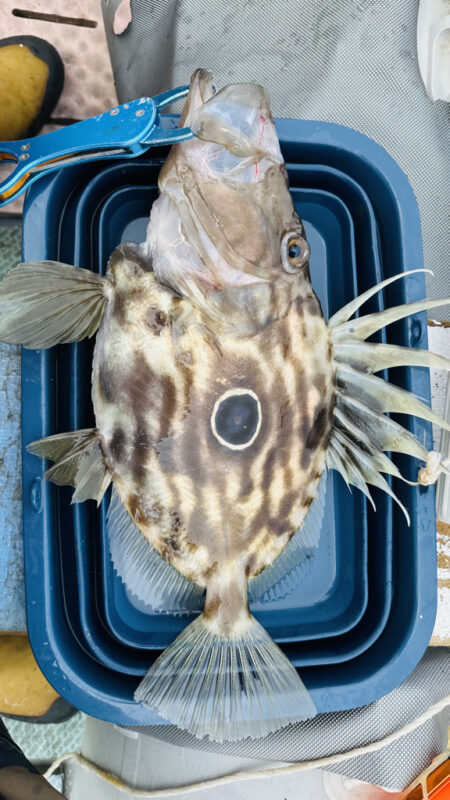 久しぶりに南伊勢でボート釣行