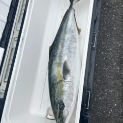 今年も寒ぶりとれました！