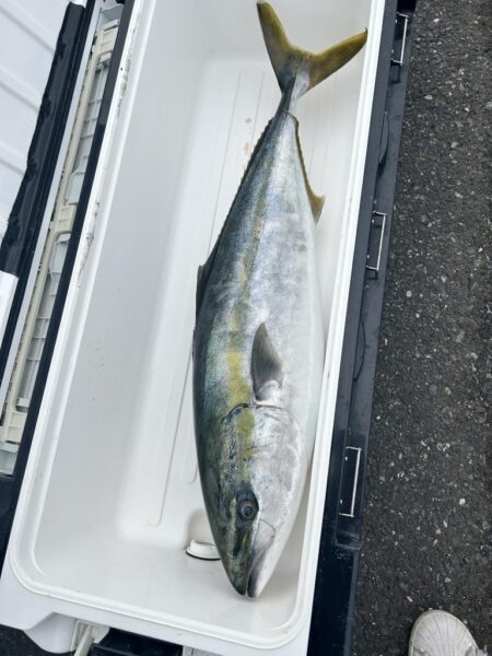 今年も寒ぶりとれました！