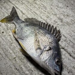 チニングでシーバス