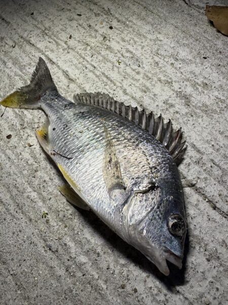 チニングでシーバス