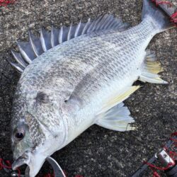 ヘチってきました