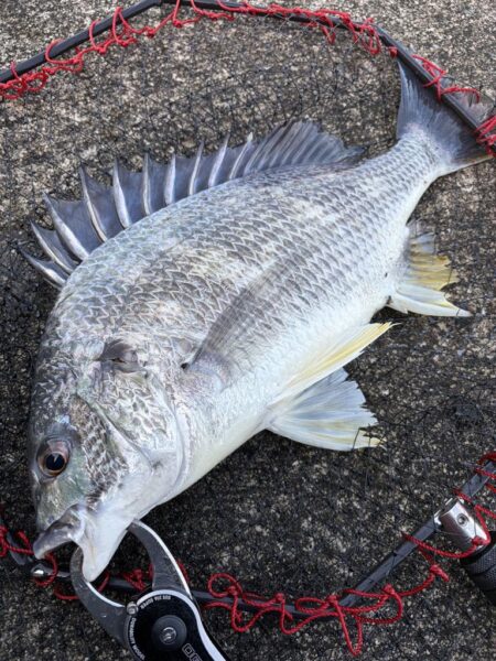 ヘチってきました