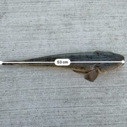 ビギナーズラック