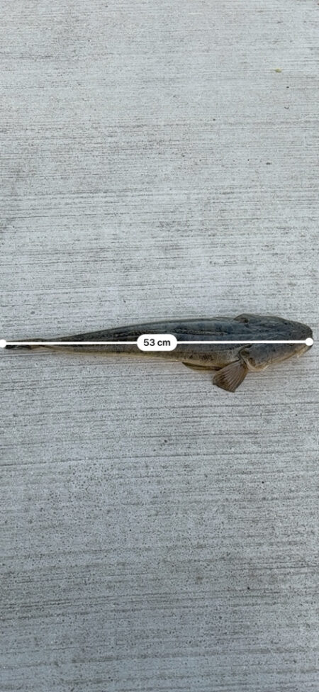 ビギナーズラック