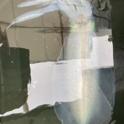 再びティップラン