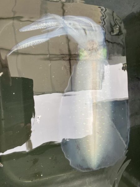 再びティップラン