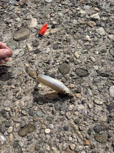 ちょい投げキス