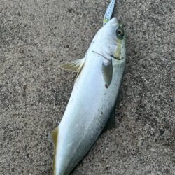 ヒイカ　　コズクラ