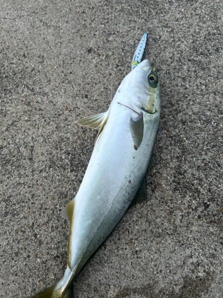 ヒイカ　　コズクラ