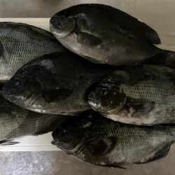 久々の磯ふかせ