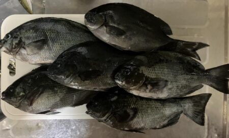 久々の磯ふかせ