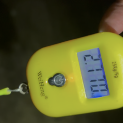 春アオリイカ2.7kg