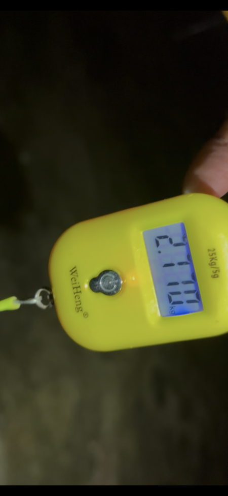 春アオリイカ2.7kg