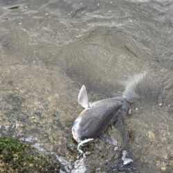 毎日釣れるシーバス