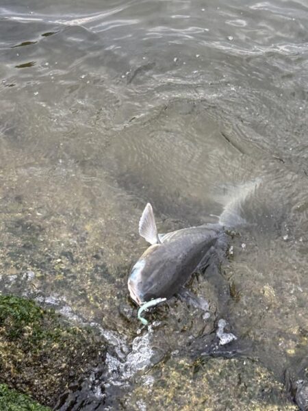 毎日釣れるシーバス