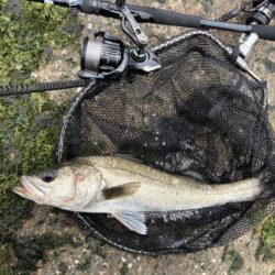 シーバスシーバスチヌトキドキボラ