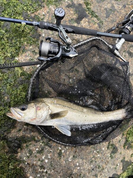 シーバスシーバスチヌトキドキボラ