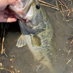 淀川ビッグバス！