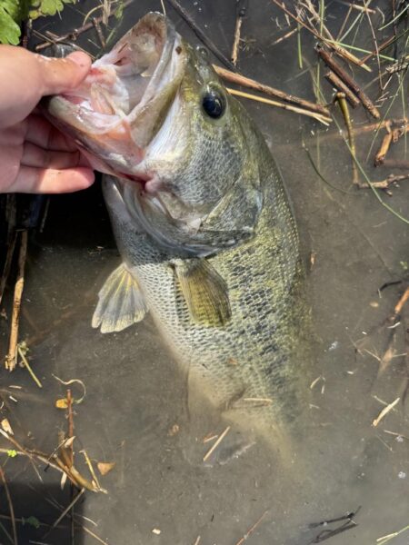 淀川ビッグバス！