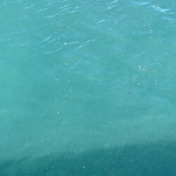 エギング不発で鯛釣れた