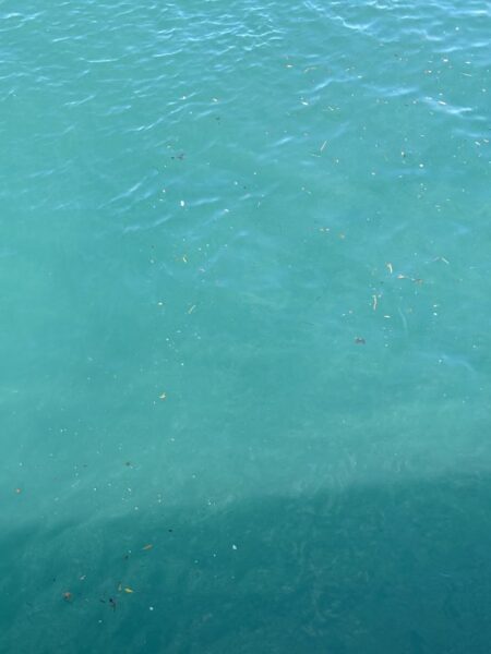 エギング不発で鯛釣れた