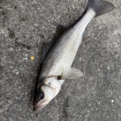 カタクチ乱舞でセイゴのアタリ多い