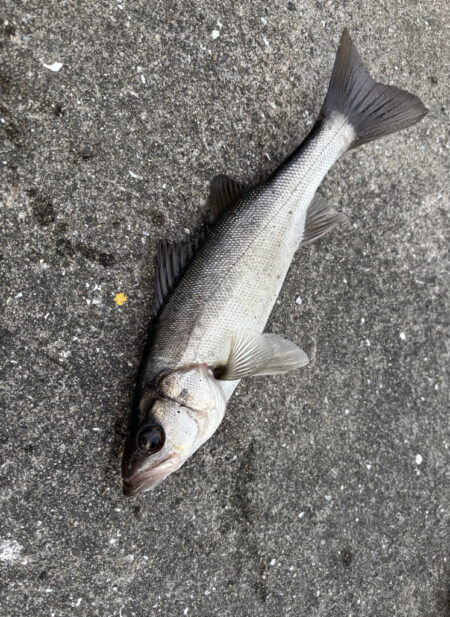 カタクチ乱舞でセイゴのアタリ多い