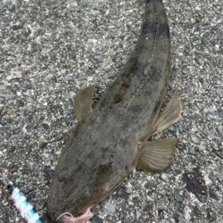 サゴシ　マゴチ